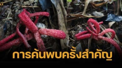 เปิดภาพ "เห็ดนิ้วมือปีศาจ" หลังพบครั้งแรกในรอบ 9 ปี บนผืนป่าแก่งกระจาน