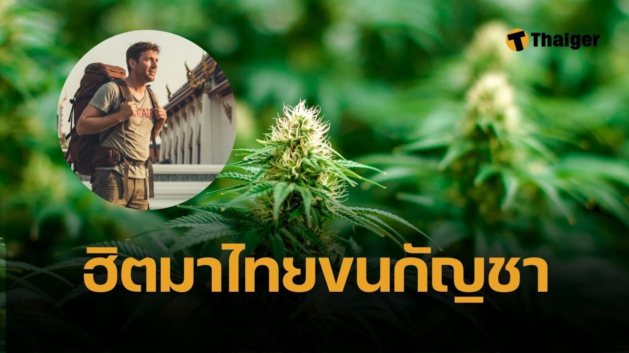 อังกฤษ เตือนพลเมือง เที่ยวไทย ถูกจับขนกัญชาอื้อ คนอินเดีย โดนด้วย
