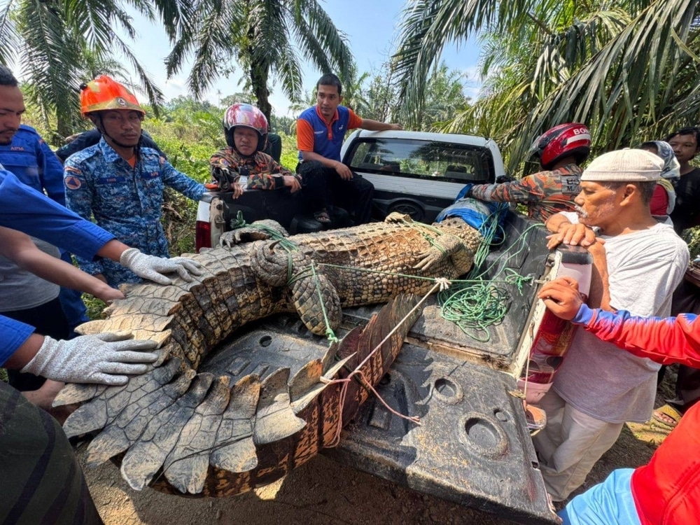 พบจระเข้ขนาดใหญ่ 410 กก. ในสวนปาล์มรัฐยะโฮร์ มาเลเซีย ชาวบ้านและเจ้าหน้าที่ร่วมกันจับตัวได้ ปลอดภัยไร้เจ็บ ชี้แนวโน้มสัตว์ป่าเผชิญหน้ามนุษย์ในเขตเมืองเพิ่ม