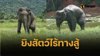 คนใจร้ายยิง ช้างป่ากุยบุรี 3.5 ตัน สิ้นใจสลด ชันสูตรพบ 5 รอยกระสุนฝังใน ทั้งงวง โคนงา ช่องท้อง และขาหลังด้านซ้าย