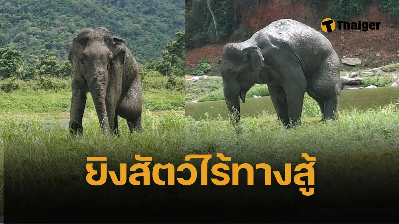คนใจร้ายยิง ช้างป่ากุยบุรี 3.5 ตัน สิ้นใจสลด ชันสูตรพบ 5 รอยกระสุนฝังใน ทั้งงวง โคนงา ช่องท้อง และขาหลังด้านซ้าย