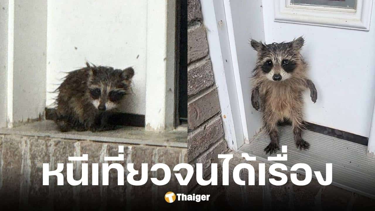 เจ้าหน้าที่ช่วยเหลือแรคคูนจิ๋วและลูกกราวด์ฮ็อก หลังเจอพายุฝน