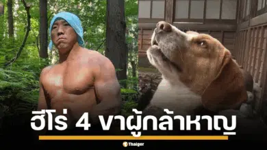 พระนักกล้าม โดนหมียักษ์ทำร้าย รอดตายเพราะ ชิโกะ หมาน้อยบีเกิล
