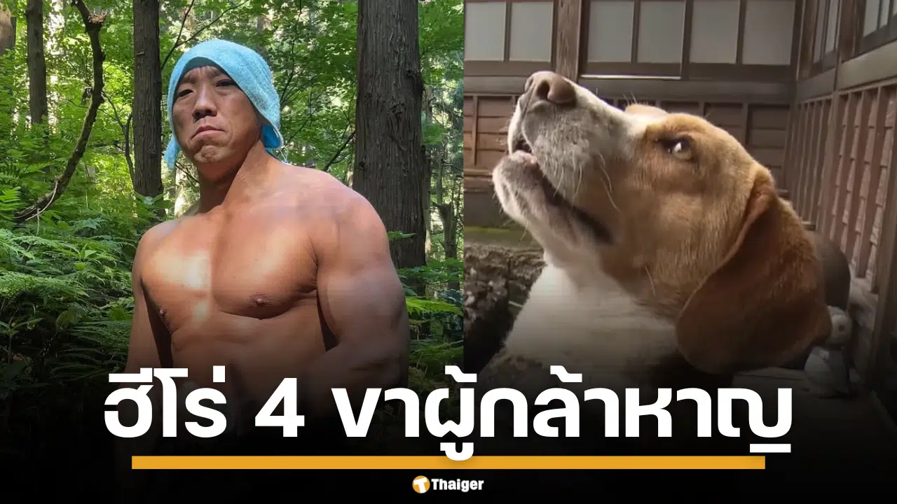 พระนักกล้าม โดนหมียักษ์ทำร้าย รอดตายเพราะ ชิโกะ หมาน้อยบีเกิล