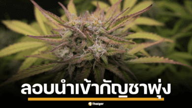 อังกฤษ กัญชาเสรี