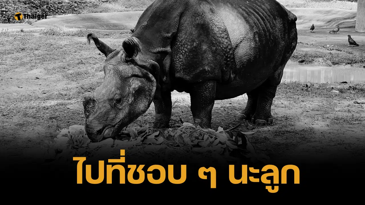 บีบหัวใจ "กาลิ" แรดอินเดียเพศเมียหนึ่งเดียวในไทย ตายแล้วในวัย 40 ปี