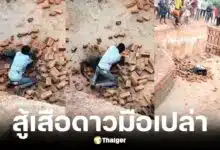 หนุ่มอินเดียสู้เสือดาวมือเปล่ารอดตายมาได้