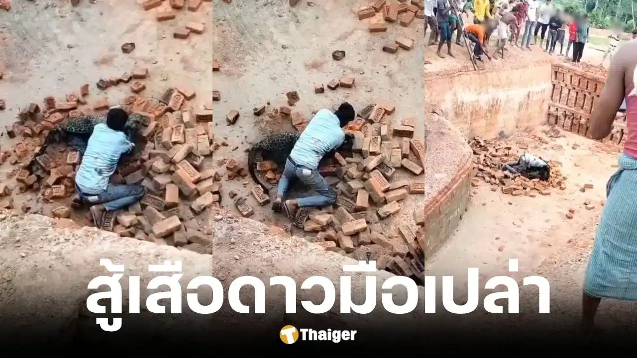 หนุ่มอินเดียสู้เสือดาวมือเปล่ารอดตายมาได้