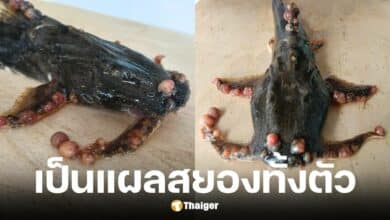 ปลาติดเชื้อเป็นแผลทั้งตัวในแม่น้ำกก