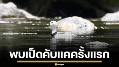 อุทยานฯ แก่งกระจานพบ เป็ดคับแค ครั้งแรก ย้ำความสมบูรณ์ของผืนป่ามรดกโลก