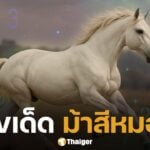 เลขเด็ด ม้าสีหมอก หวยออกตรงวันจันทร์ 16 มิถุนายน 2568