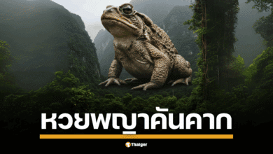 อาร์ต ลอตเตอรี่พลัส บุกยโสธร ขอพรพญาแถน (พญาคันคาก) เปิดเลขเด็ด บั้งไฟ เลขเด่น-เลขท้าย 2 ตัว ลุ้นรางวัลสลากกินแบ่งรัฐบาลไทย วันอังคารที่ 1 กรกฎาคม พุทธศักราช 2568