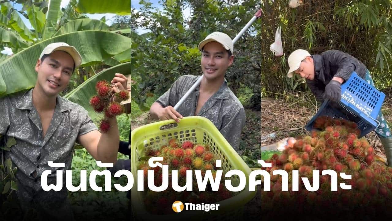 เพ็ชร ฐกฤต ลุยเก็บเงาะขายเองวันละ 200 โล