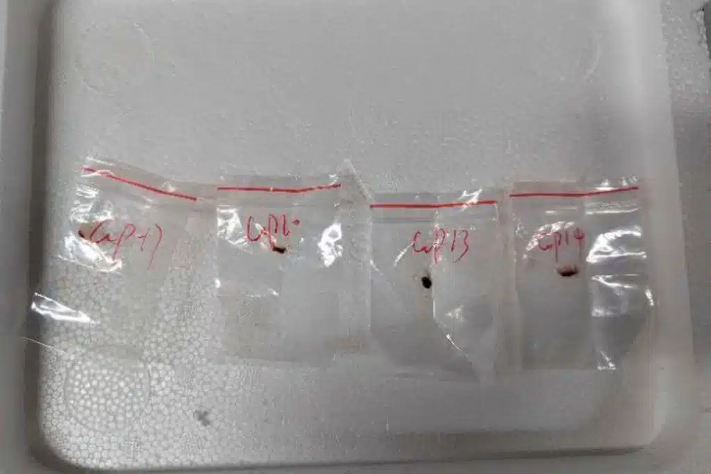คนจีนลอบขน เชื้อราชนิดอันตราย Fusarium graminearum เข้าสหรัฐ
