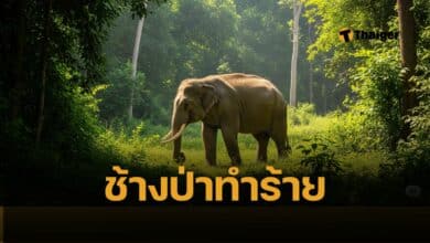 ราชกิจจานุเบกษา ประกาศ ระเบียบกรมอุทยานฯ ผู้สียชีวิต พิการ ทุพพลภาพ จากช้างป่า ได้เงินเยียวยา 500,000 บาท