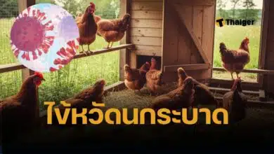 กระทรวงสาธารณสุขกัมพูชา ยืนยันค้นพบผู้ติดเชื้อไข้หวัดนก รายใหม่ เป็นหญิงชาวกัมพูชาวัย 41 ปี สัมผัสซากไก่ปรุงอาหาร 5 วันก่อนป่วย