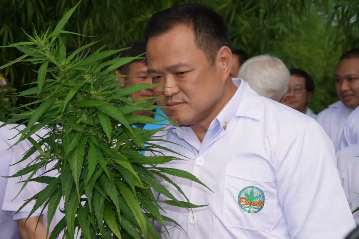 ไทย กัญชาเสรี