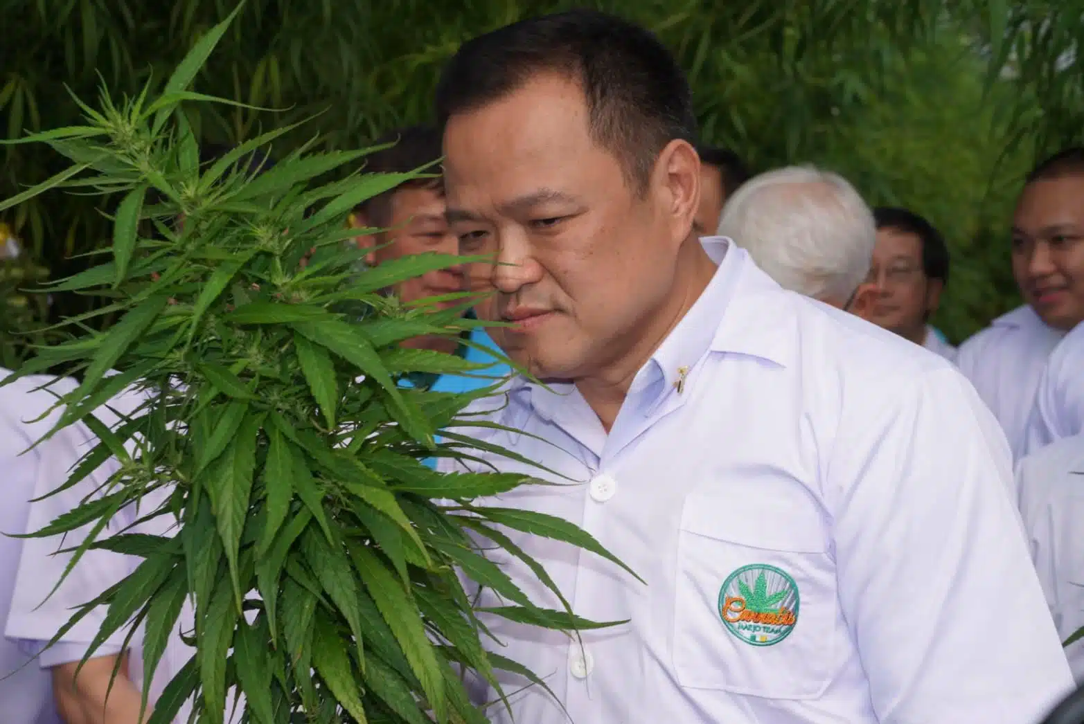 ไทย กัญชาเสรี