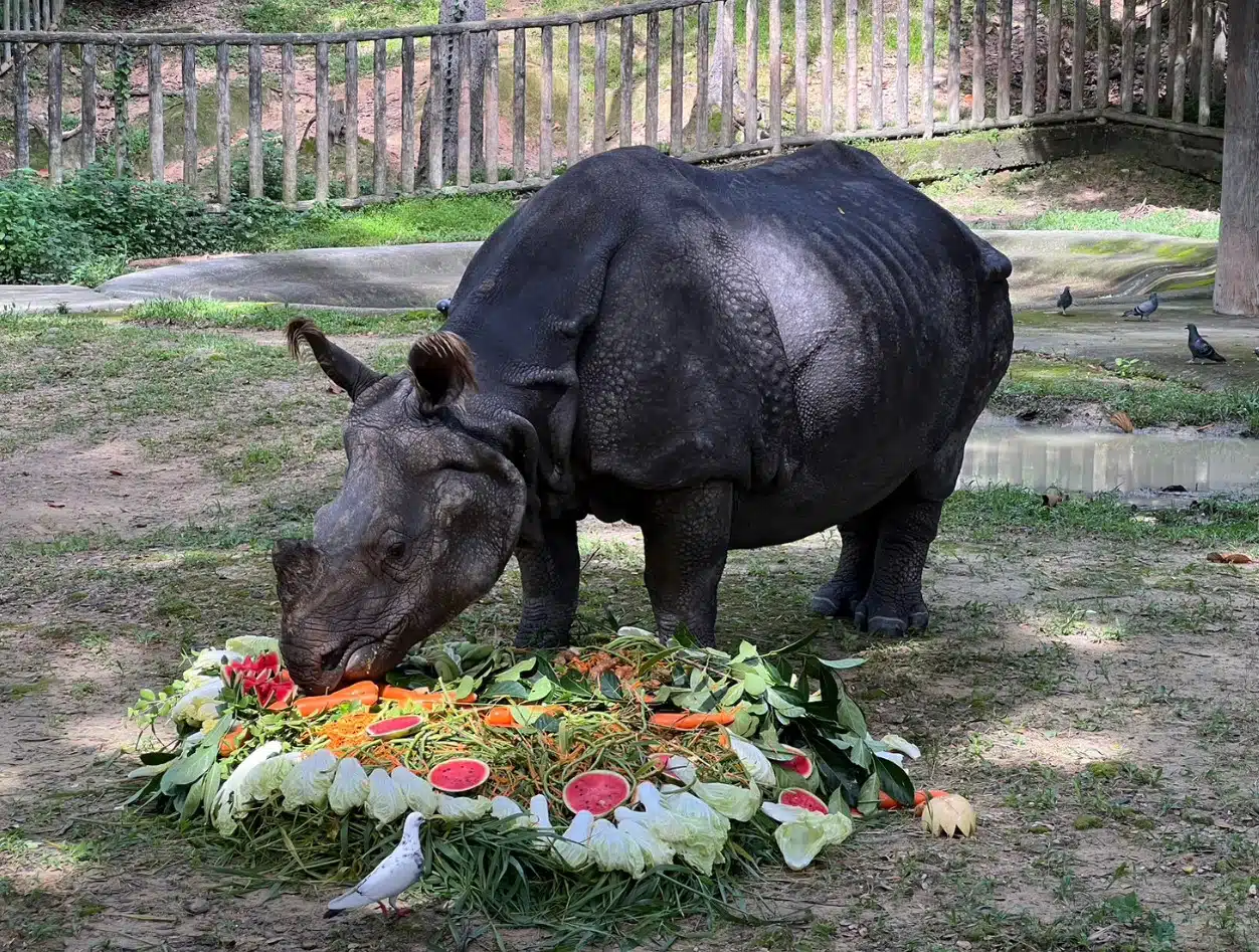 กาลิ แรดอินเดีย ประวัติ