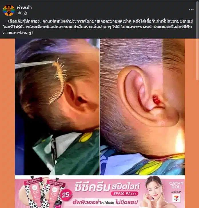 ตะขาบมุดหูลูกน้อย สยอง