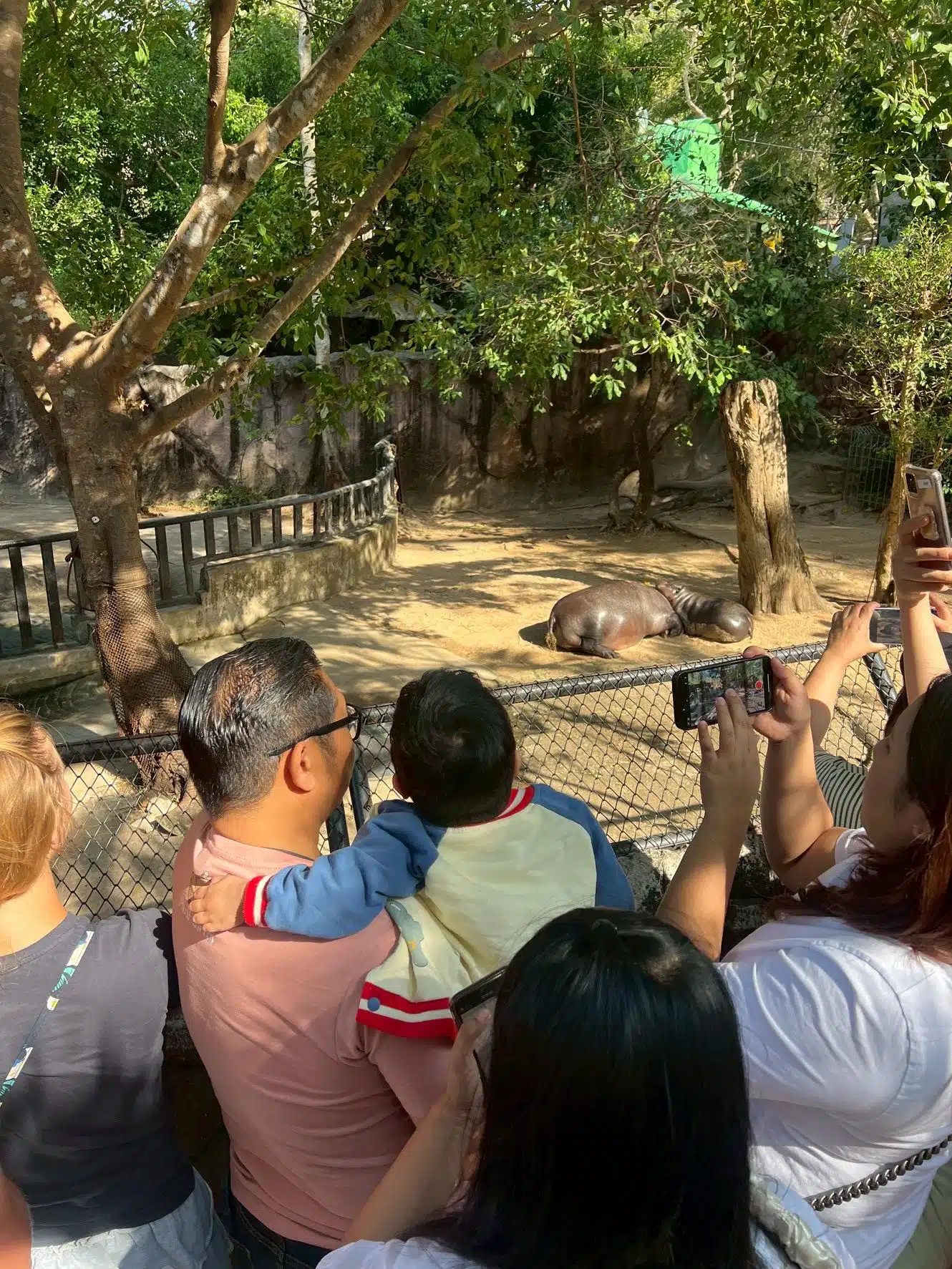 เรื่องราวของเด็กคนนึงที่อยากดูหมูเด้งเป็นครั้งสุดท้าย