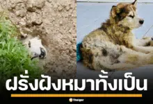 ภาพคลิปวิดีโอที่แสดงสุนัขไซบีเรียนกำลังถูกฝังดิน