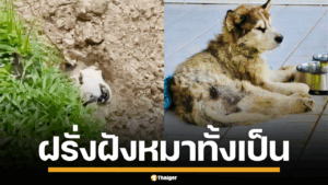 ภาพคลิปวิดีโอที่แสดงสุนัขไซบีเรียนกำลังถูกฝังดิน