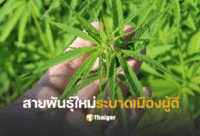 กัญชาแฟรงเกนสไตน์ อันตราย