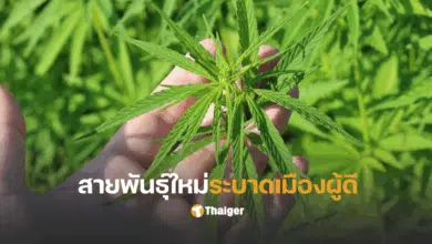 กัญชาแฟรงเกนสไตน์ อันตราย