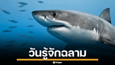 ภาพฉลามกำลังว่ายน้ำในมหาสมุทร