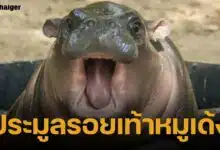 สวนสัตว์เปิดเขาเขียว เปิดประมูล "รอยเท้าหมูเด้ง" ฉลองครบรอบ 1 ขวบ ราคาพุ่ง 5.1 หมื่น