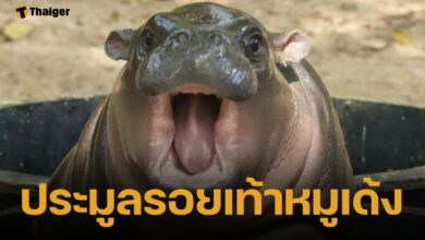 สวนสัตว์เปิดเขาเขียว เปิดประมูล "รอยเท้าหมูเด้ง" ฉลองครบรอบ 1 ขวบ ราคาพุ่ง 5.1 หมื่น