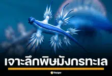 สวยแต่พิษร้าย! "มังกรทะเลสีน้ำเงิน" โผล่หาดกะรนอีกครั้ง อ.ธรณ์ เตือนห้ามจับเด็ดขาด