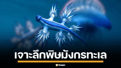 สวยแต่พิษร้าย! &quot;มังกรทะเลสีน้ำเงิน&quot; โผล่หาดกะรนอีกครั้ง อ.ธรณ์ เตือนห้ามจับเด็ดขาด