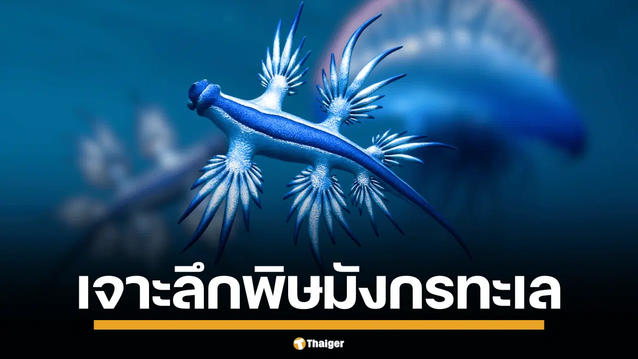 สวยแต่พิษร้าย! "มังกรทะเลสีน้ำเงิน" โผล่หาดกะรนอีกครั้ง อ.ธรณ์ เตือนห้ามจับเด็ดขาด