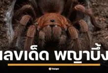 ให้โชคอีกแล้ว "พญาบึ้ง" วัดโบสถ์ราชศรัทธา คาบตัวเลขให้เห็นชัดๆ 3 ตัว งวด 16/7/68