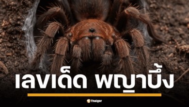ให้โชคอีกแล้ว "พญาบึ้ง" วัดโบสถ์ราชศรัทธา คาบตัวเลขให้เห็นชัดๆ 3 ตัว งวด 16/7/68