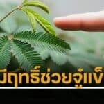 ใครจะคิด ต้นไมยราบ วัชพืชไทย เล่นแตะหุบใบสมัยเด็ก มีสรรพคุณทางยา เป็น ไวอากร้าธรรมชาติ ช่วยเพิ่มสมรรถนะทางเพศ งานวิจัยยังทึ่ง