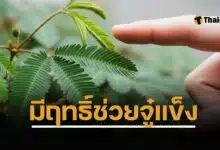 ใครจะคิด ต้นไมยราบ วัชพืชไทย เล่นแตะหุบใบสมัยเด็ก มีสรรพคุณทางยา เป็น ไวอากร้าธรรมชาติ ช่วยเพิ่มสมรรถนะทางเพศ งานวิจัยยังทึ่ง