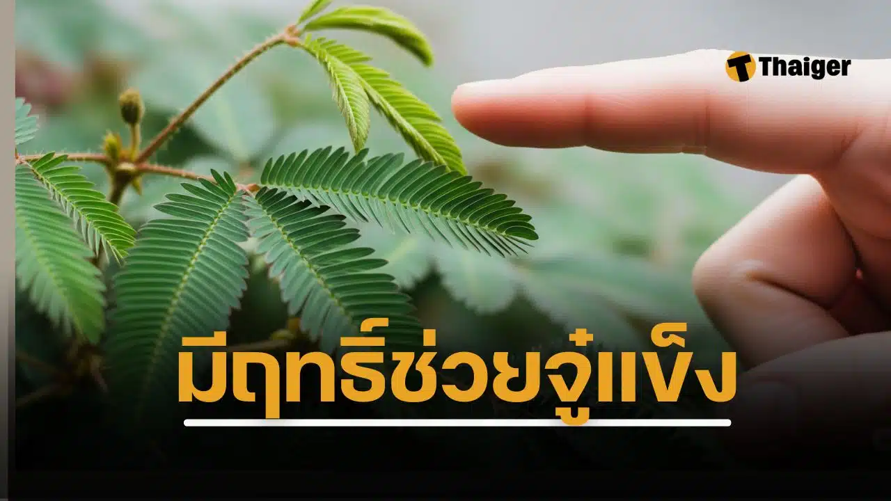 ใครจะคิด ต้นไมยราบ วัชพืชไทย เล่นแตะหุบใบสมัยเด็ก มีสรรพคุณทางยา เป็น ไวอากร้าธรรมชาติ ช่วยเพิ่มสมรรถนะทางเพศ งานวิจัยยังทึ่ง