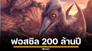 ภาพจำลองลักษณะของเทอโรซอร์สายพันธุ์ Eotephradactylus mcintireae กำลังบินอยู่เหนือแหล่งน้ำโบราณ