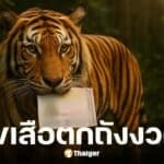 เลขเด็ด เสือตกถังพลังเงินดี งวดที่ 1 ส.ค. 68