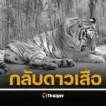 กรมอุทยานแห่งชาติ แจ้งข่าวเศร้า ปิดตำนาน "ต้าร์สอง" เสือโคร่งวัย 17 ปี สิ้นใจอย่างสงบ หลังสู้มะเร็งร้าย