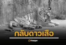กรมอุทยานแห่งชาติ แจ้งข่าวเศร้า ปิดตำนาน "ต้าร์สอง" เสือโคร่งวัย 17 ปี สิ้นใจอย่างสงบ หลังสู้มะเร็งร้าย