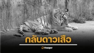 กรมอุทยานแห่งชาติ แจ้งข่าวเศร้า ปิดตำนาน "ต้าร์สอง" เสือโคร่งวัย 17 ปี สิ้นใจอย่างสงบ หลังสู้มะเร็งร้าย