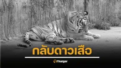 กรมอุทยานแห่งชาติ แจ้งข่าวเศร้า ปิดตำนาน "ต้าร์สอง" เสือโคร่งวัย 17 ปี สิ้นใจอย่างสงบ หลังสู้มะเร็งร้าย