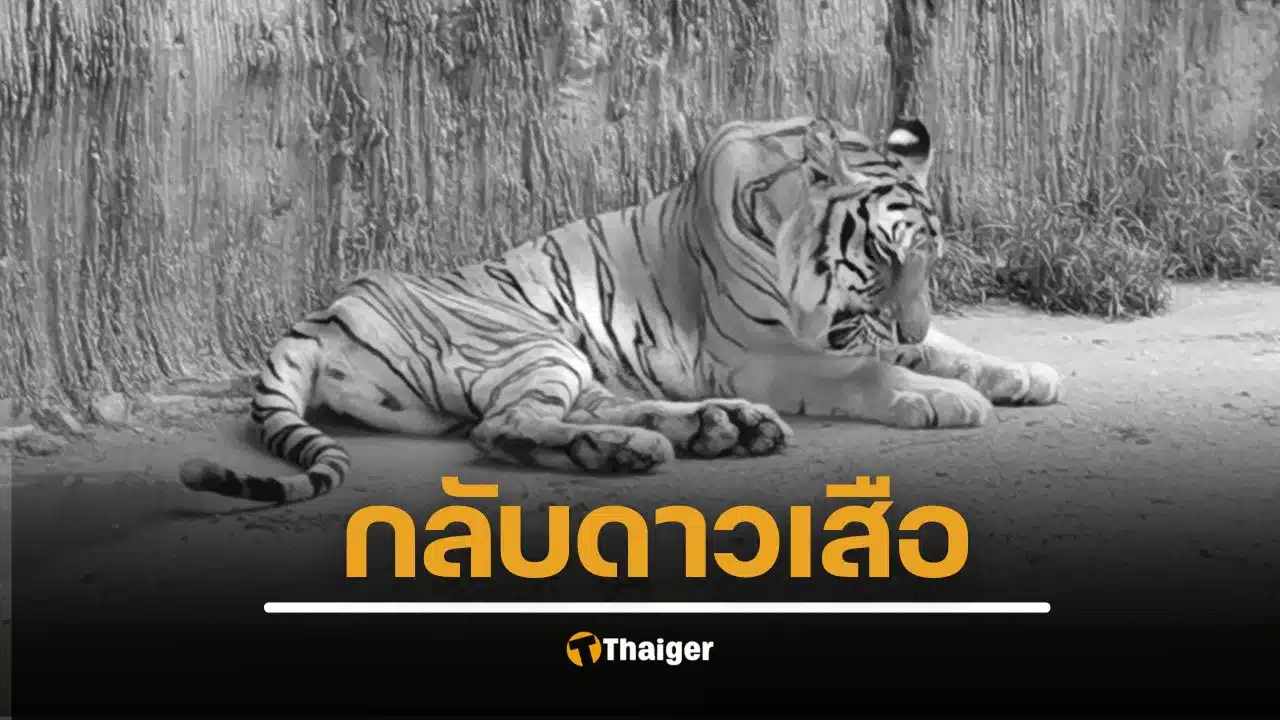 กรมอุทยานแห่งชาติ แจ้งข่าวเศร้า ปิดตำนาน "ต้าร์สอง" เสือโคร่งวัย 17 ปี สิ้นใจอย่างสงบ หลังสู้มะเร็งร้าย