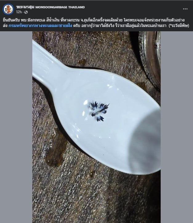 รู้ก่อนเล่นน้ำ พิษมังกรทะเลสีน้ำเงิน