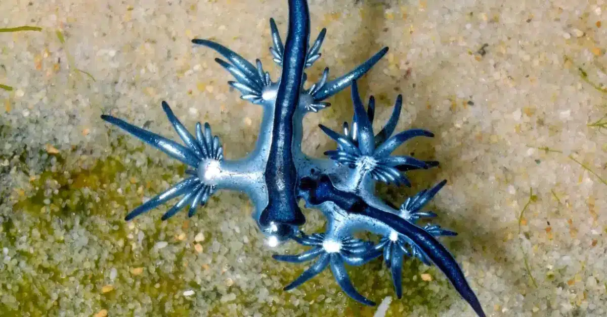 มังกรทะเลสีน้ำเงิน หรือ ทากทะเลชนิด Glaucus atlanticus