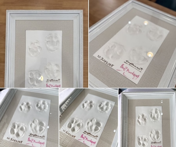 สวนสัตว์เปิดเขาเขียว เปิดประมูล รอยเท้าหมูเด้ง ราคาล่าสุดทะลุ 5 หมื่นแล้ว-2